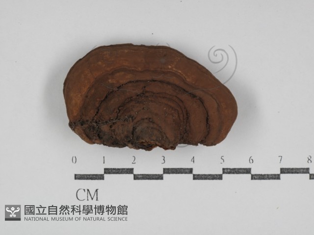 登錄號:F0031102藏品圖，第1張