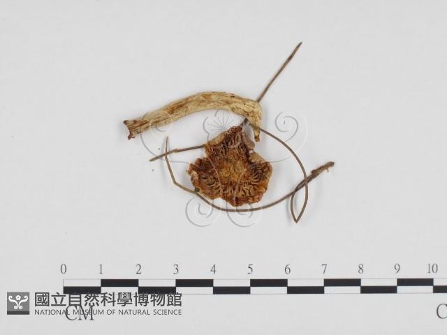 登錄號:F0024102藏品圖，第1張