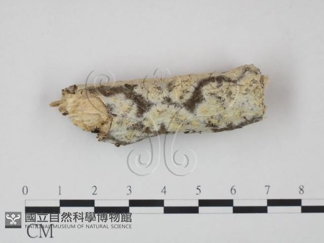 登錄號:F0022102藏品圖，第1張