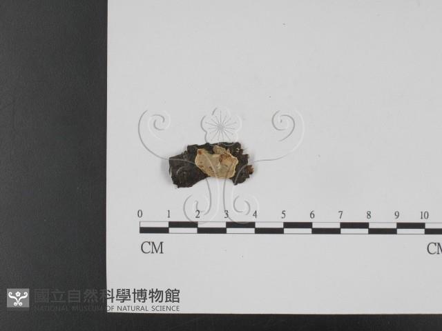 登錄號:F0012102藏品圖，第1張