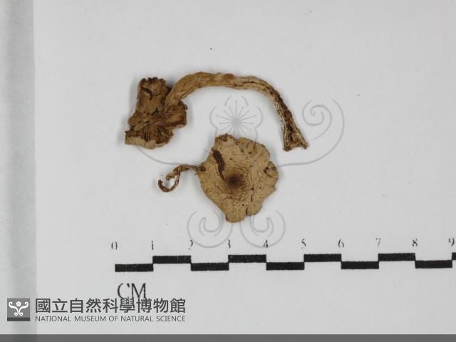 登錄號:F0032102藏品圖，第1張