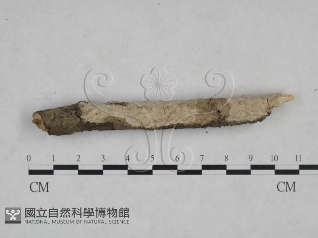 登錄號:F0025102藏品圖，第1張