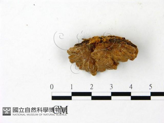 纖孔菌屬藏品圖，第1張