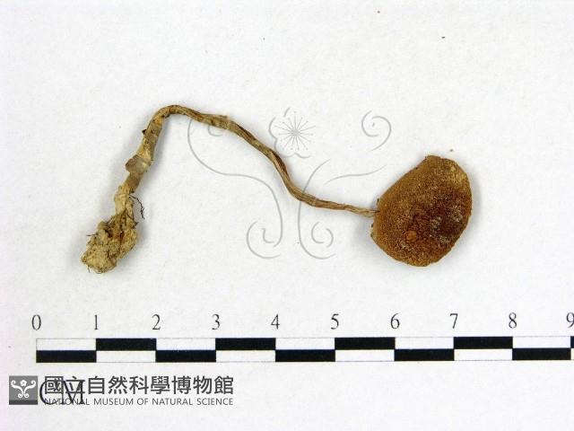 登錄號:F0013102藏品圖，第1張