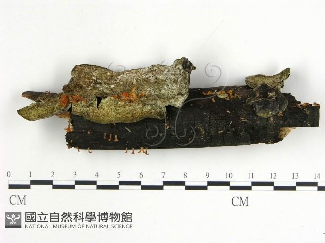 登錄號:F0020002藏品圖，第1張