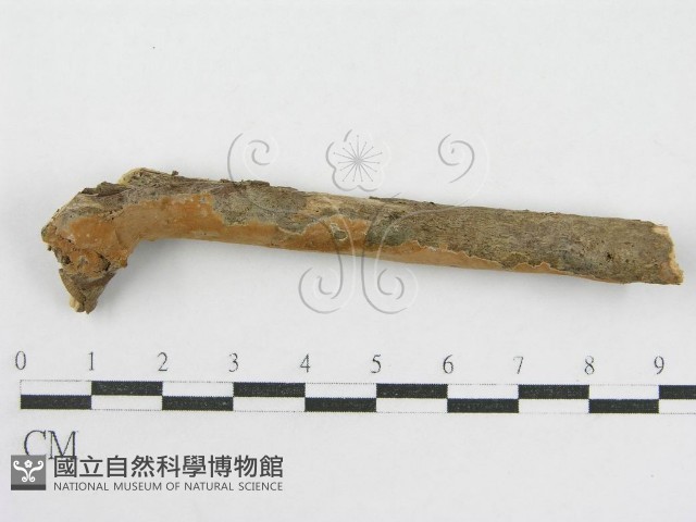登錄號:F0010002藏品圖，第1張