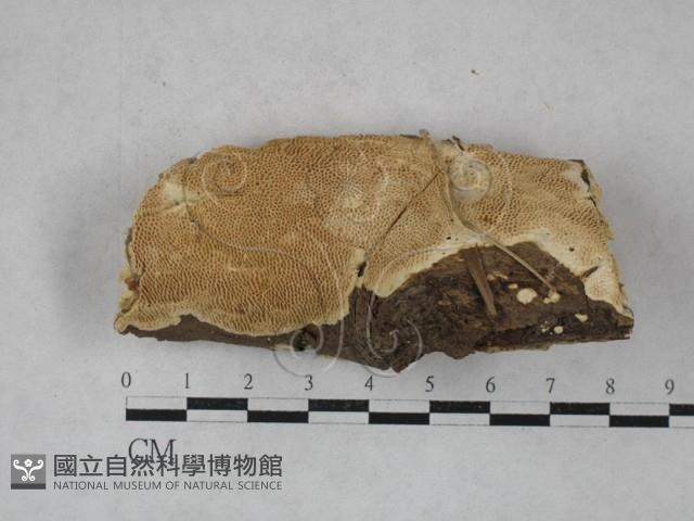 登錄號:F0021002藏品圖，第1張