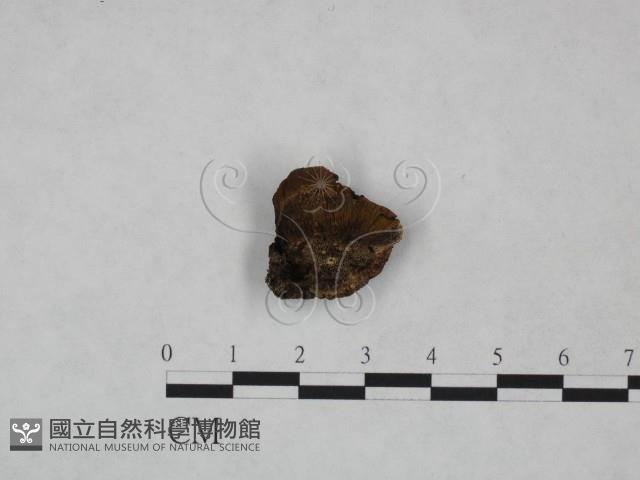 纖孔菌屬藏品圖，第1張