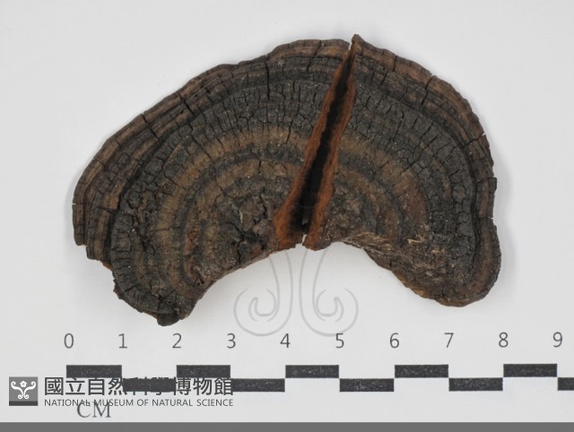 黃荊桑黃藏品圖，第1張