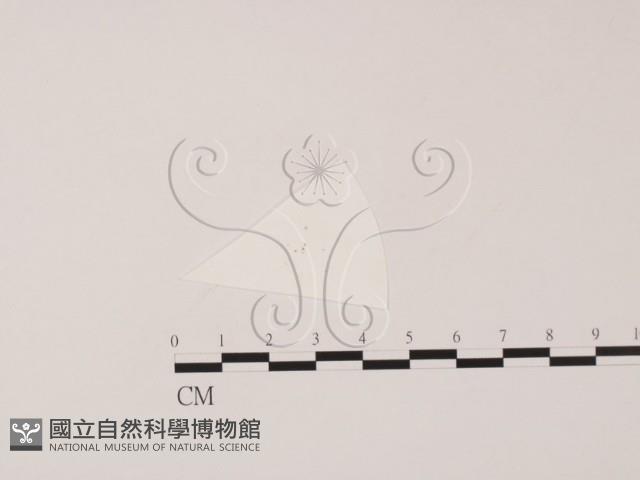 登錄號:F0022002藏品圖，第1張