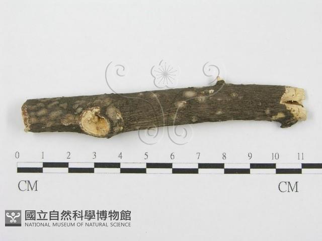 筍殼菌屬藏品圖，第1張