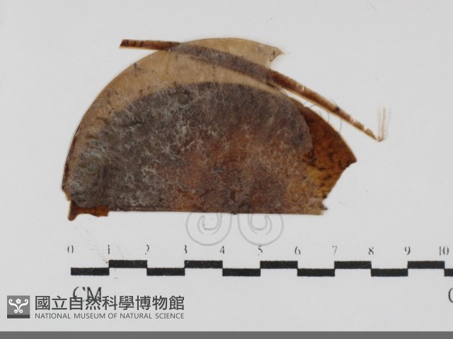 登錄號:F0032002藏品圖，第1張