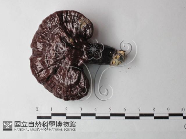 登錄號:F0027002藏品圖，第1張