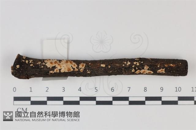 登錄號:F0035002藏品圖，第1張