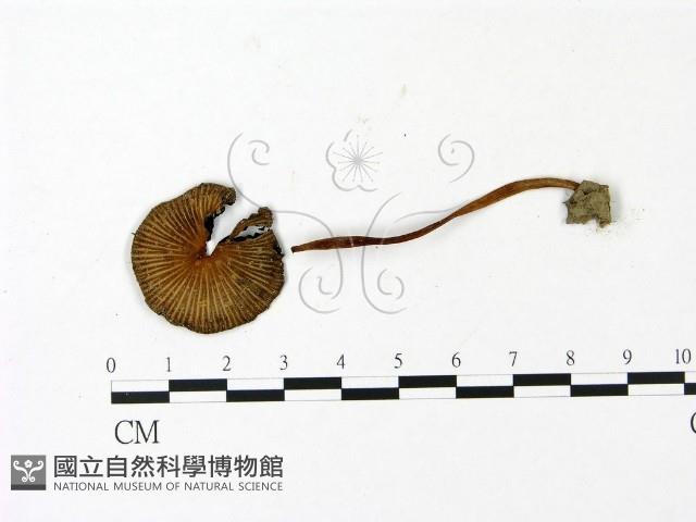 鬼傘屬藏品圖，第1張