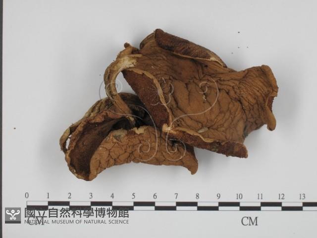 登錄號:F0013002藏品圖，第1張