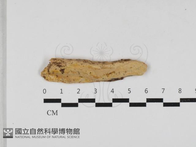 登錄號:F0033002藏品圖，第1張