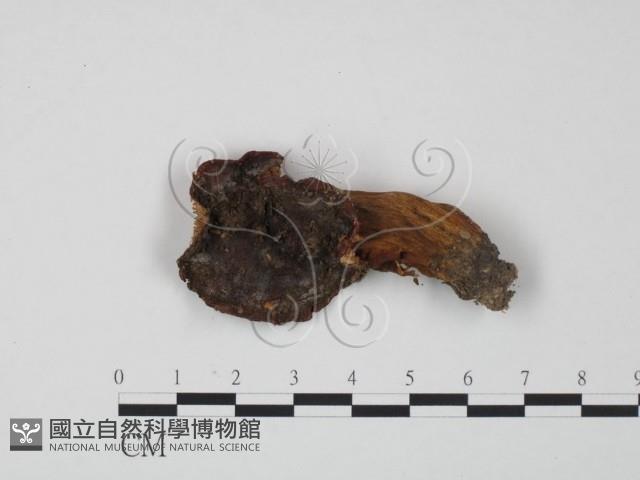紅菇屬藏品圖，第1張
