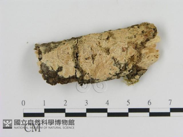 登錄號:F0010302藏品圖，第1張