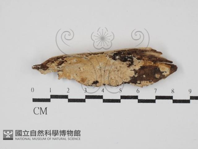 登錄號:F0030302藏品圖，第1張