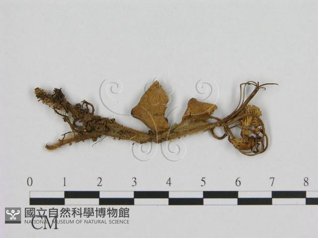小菇屬藏品圖，第1張