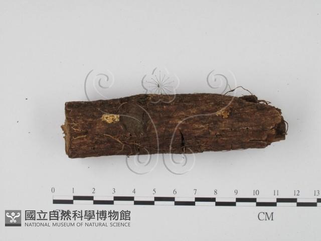 登錄號:F0001302藏品圖，第1張