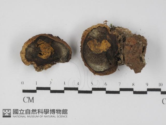 登錄號:F0031302藏品圖，第1張
