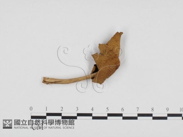 登錄號:F0024302藏品圖，第1張