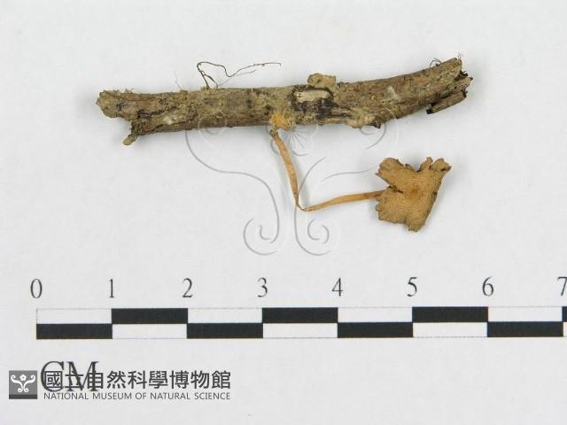 登錄號:F0014302藏品圖，第1張