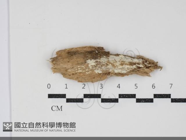 登錄號:F0034302藏品圖，第1張