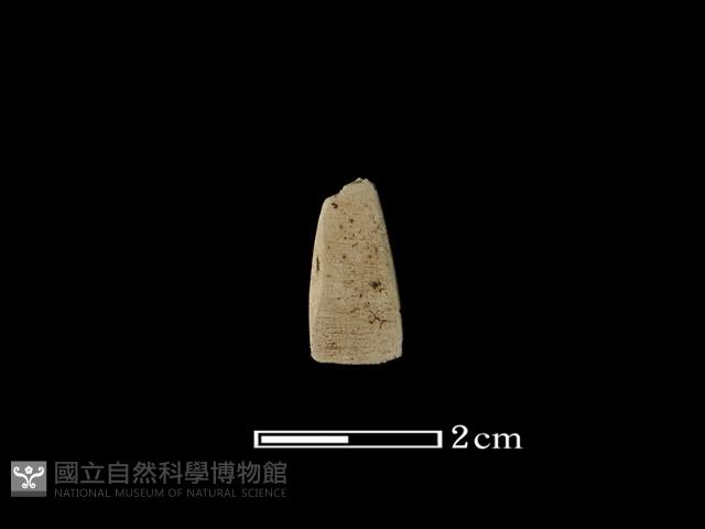 矛鏃形器藏品圖，第1張