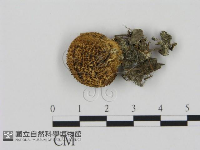 登錄號:F0002302藏品圖，第1張