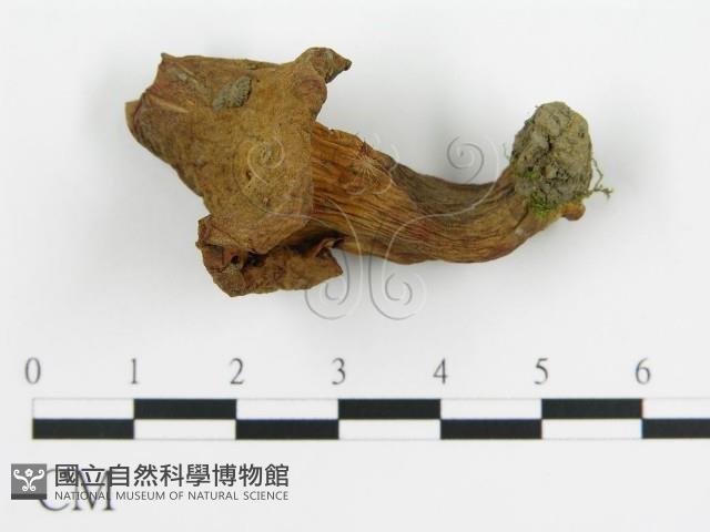 登錄號:F0012302藏品圖，第1張