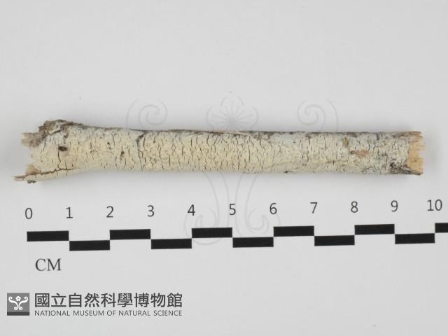 登錄號:F0032302藏品圖，第1張