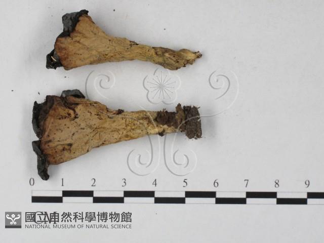 登錄號:F0027302藏品圖，第1張