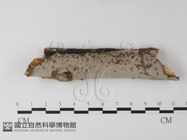 筍殼菌屬藏品圖，第1張