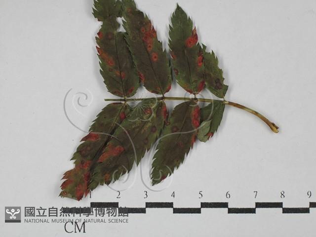 登錄號:F0029302藏品圖，第1張