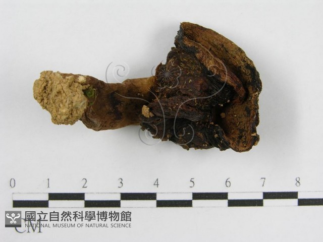 登錄號:F0003302藏品圖，第1張