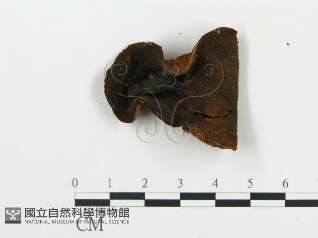 登錄號:F0013302藏品圖，第1張