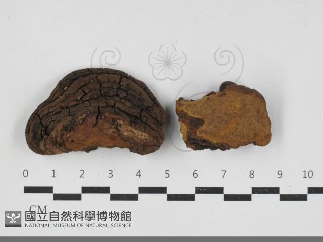 登錄號:F0033302藏品圖，第1張