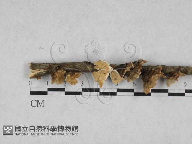 雲芝藏品圖，第1張