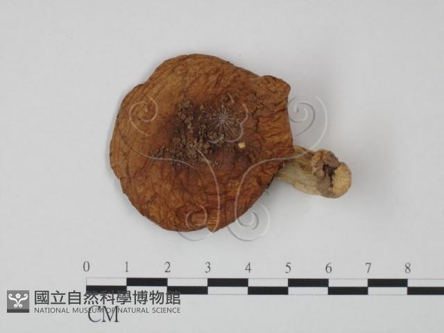 紅菇屬藏品圖，第1張