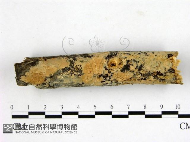 登錄號:F0000212藏品圖，第1張