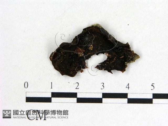 木耳屬藏品圖，第1張