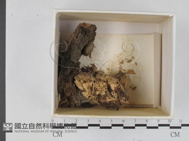 登錄號:F0021212藏品圖，第1張