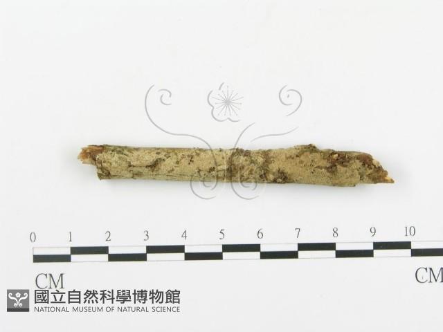 登錄號:F0001212藏品圖，第1張