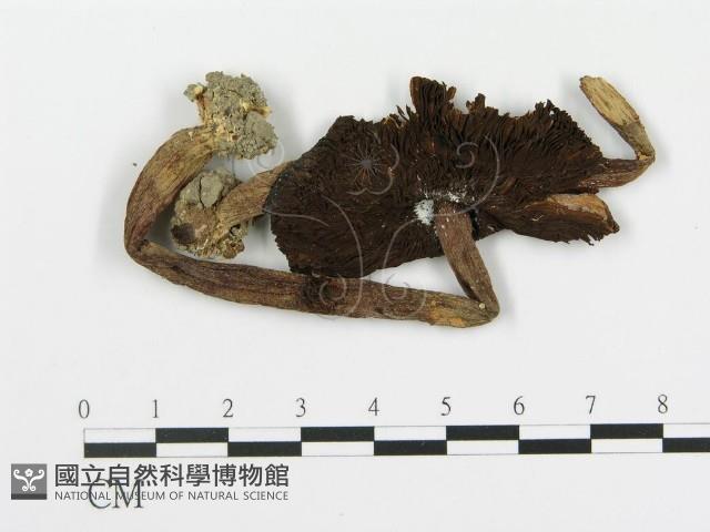 登錄號:F0011212藏品圖，第1張
