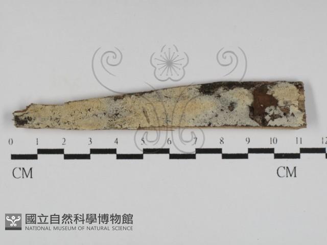 登錄號:F0031212藏品圖，第1張