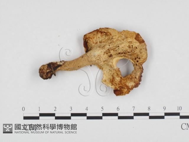 多孔菌屬藏品圖，第1張