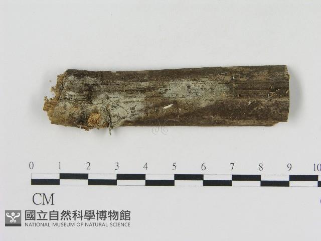 絲齒菌屬藏品圖，第1張